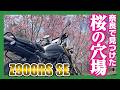 【2026年開花情報】知る人ぞ知る奈良の巨大しだれ桜!天理教本部の神聖な雰囲気と絶景に言葉を失った【Z900RS】