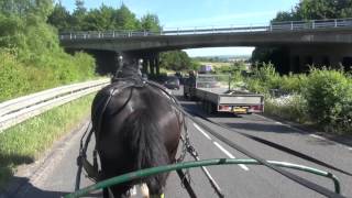 Training a shire horse gelding to carriage drive - Langley Profile