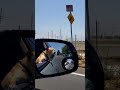 sniper (gone but not forgotten ❤️🐶)