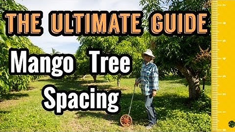 The Ultimate Guide to Mango Tree Spacing