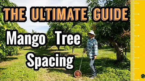 The Ultimate Guide to Mango Tree Spacing