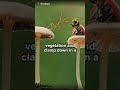 Fungus turns ants into zombies