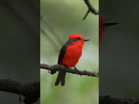 Video Burung Merah Menyala Ini Terbang Seperti Pemburu Udara!