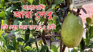 Sasha Lynx Monroe porno Ruscha Skype orqali onanizm qiladi