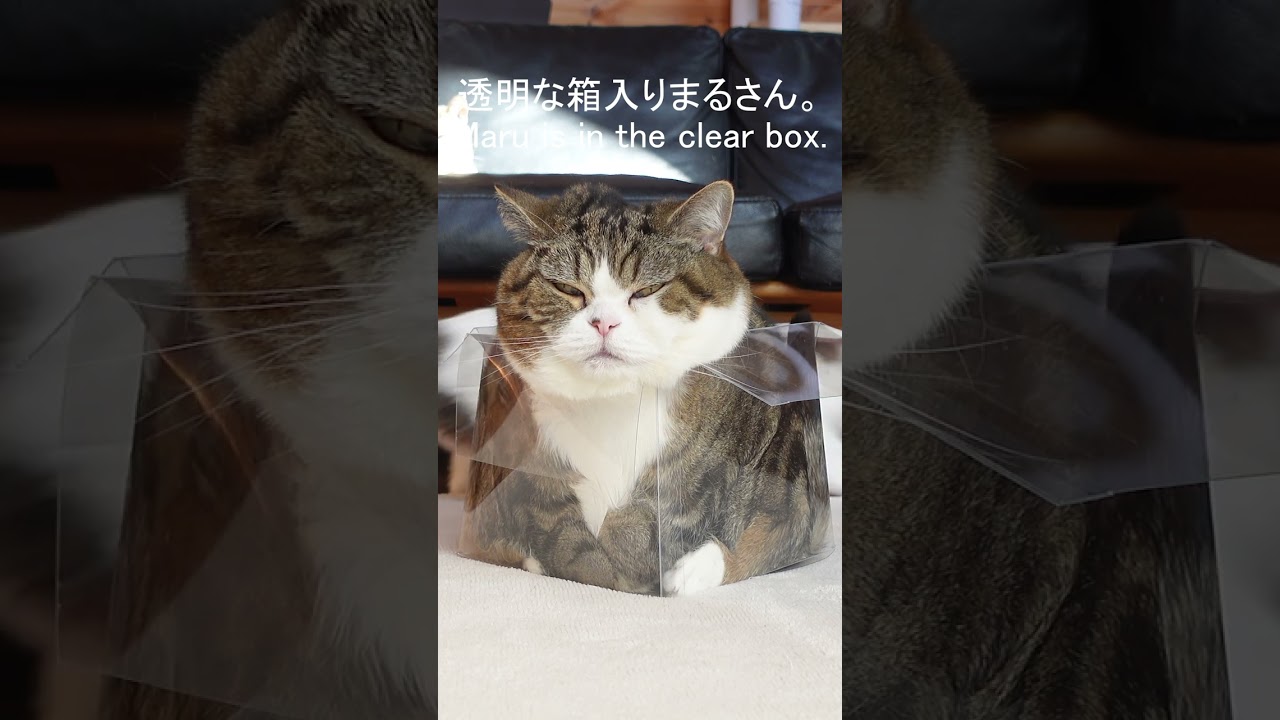 透明な箱に入るねこ。 #Shorts | 私信 まるです。 透明な箱に入るねこ。 #Shorts | 私信 まるです。