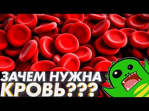 Зачем нужна КРОВЕНОСНАЯ СИСТЕМА? | ВВЕДЕНИЕ | Кровь | Целом | Мезодерма