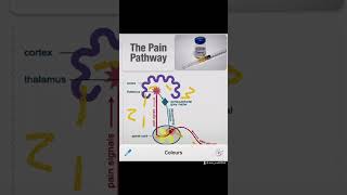 The Pain Pathway - Morphine