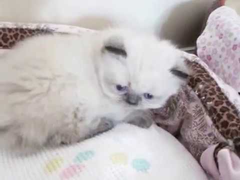 seal point himalayan kitten