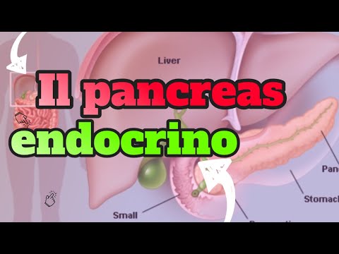 Il pancreas endocrino