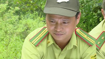 Tăng cường quản lý, bảo vệ, phòng cháy chữa cháy rừng