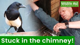 Trapped bird VERY ungrateful after rescue! screenshot 5