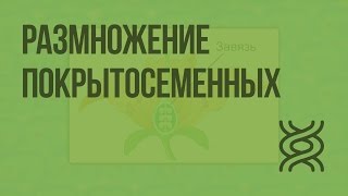 Размножение покрытосеменных. Видеоурок по биологии 6 класс