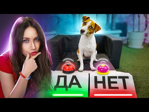 СОБАКА ОТВЕЧАЕТ ДА или НЕТ - Тест для Собаки | Elli Di Pets - Смотреть видео с Ютуба без ограничений