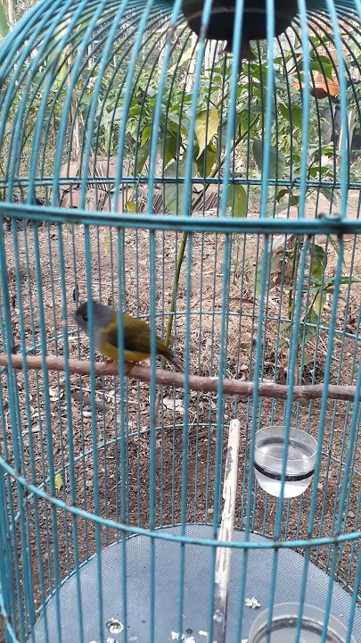 sikecil bersuara tajam,sikatan kepala abu gacor,asli suara burung