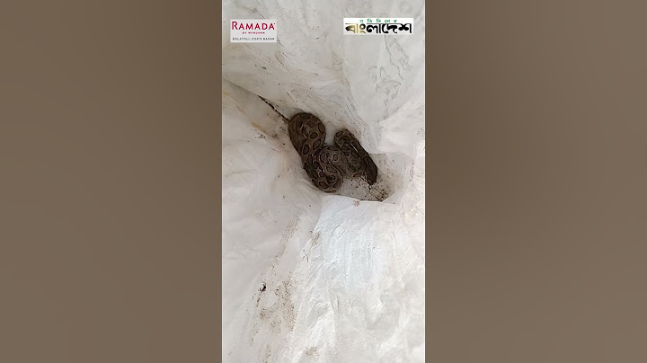 ছোবল দেওয়া রাসেলস ভাইপার সঙ্গে নিয়ে হাসপাতালে যুবক | Russelll's Viper | Protidiner Bangladesh