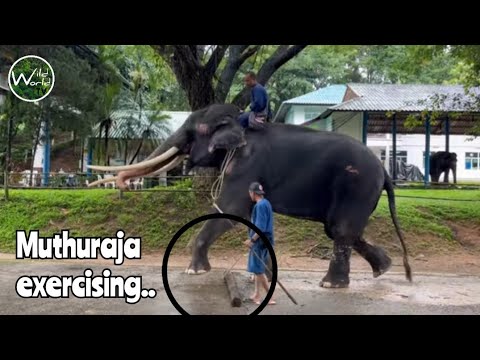 Muthu Raja exercising Treatment for Muthu Raja or Saksurin   Wild World TV