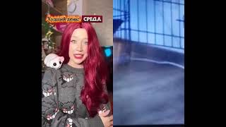 Бордер колли звук не мои звук никушанс