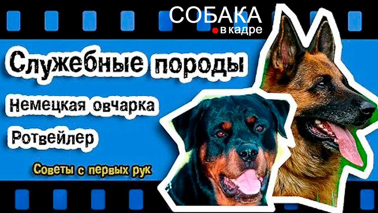 Ротвейлер И Немецкая Овчарка Фото