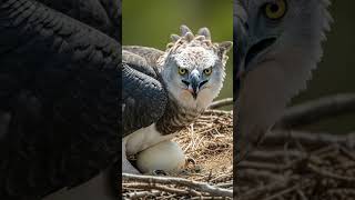 Harpy Eagle Egg Hatching 🥚🐣 Rare Wild Moment #shorts #harpyeagle #babybird #wildlife #hatching #bird