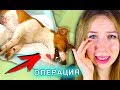 СОБАКА ВЫХОДИТ ИЗ НАРКОЗА ЭЛЛИ ПЛАЧЕТ ОПЕРАЦИЯ МОЕЙ СОБАКИ | Elli Di Pets