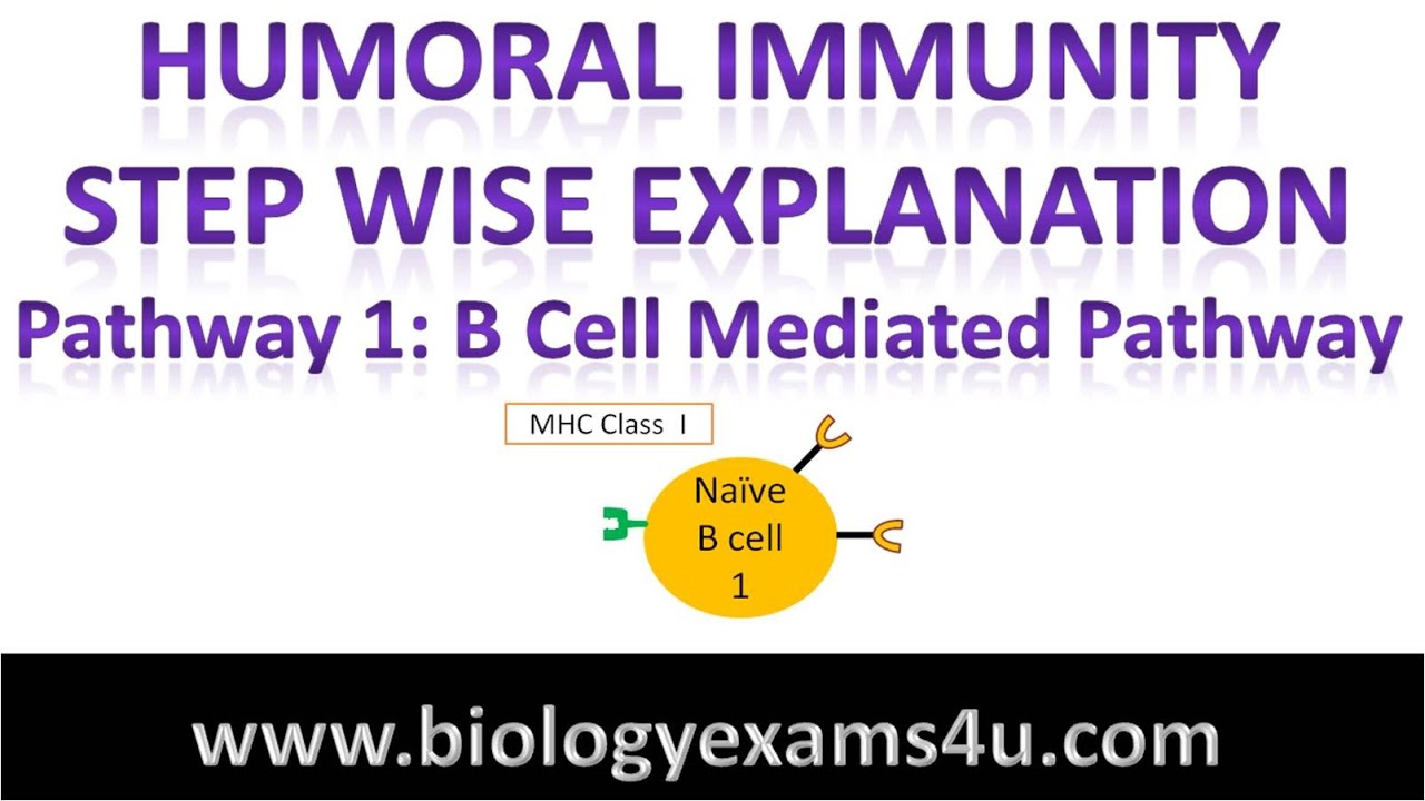 Flow Chart Of Cell Mediated Immunity