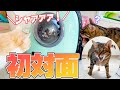 保護された子猫が先住猫たちと初対面したらまさかの展開に…？！