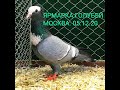 ЯРМАРКА ГОЛУБЕЙ. МОСКВА. 05.12.20#голубеводство#ярмаркаголубей#голуби#голубеводство#pigeon#tauben