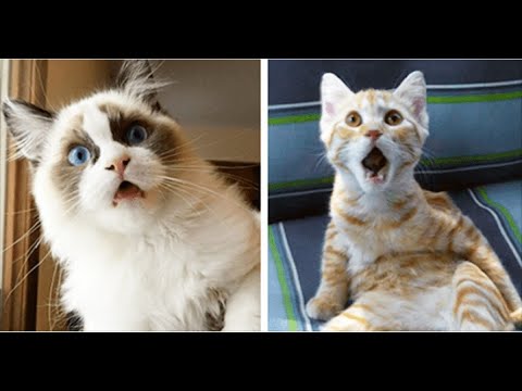 Удивленный котик