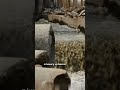 Indus valley civilization #shorts