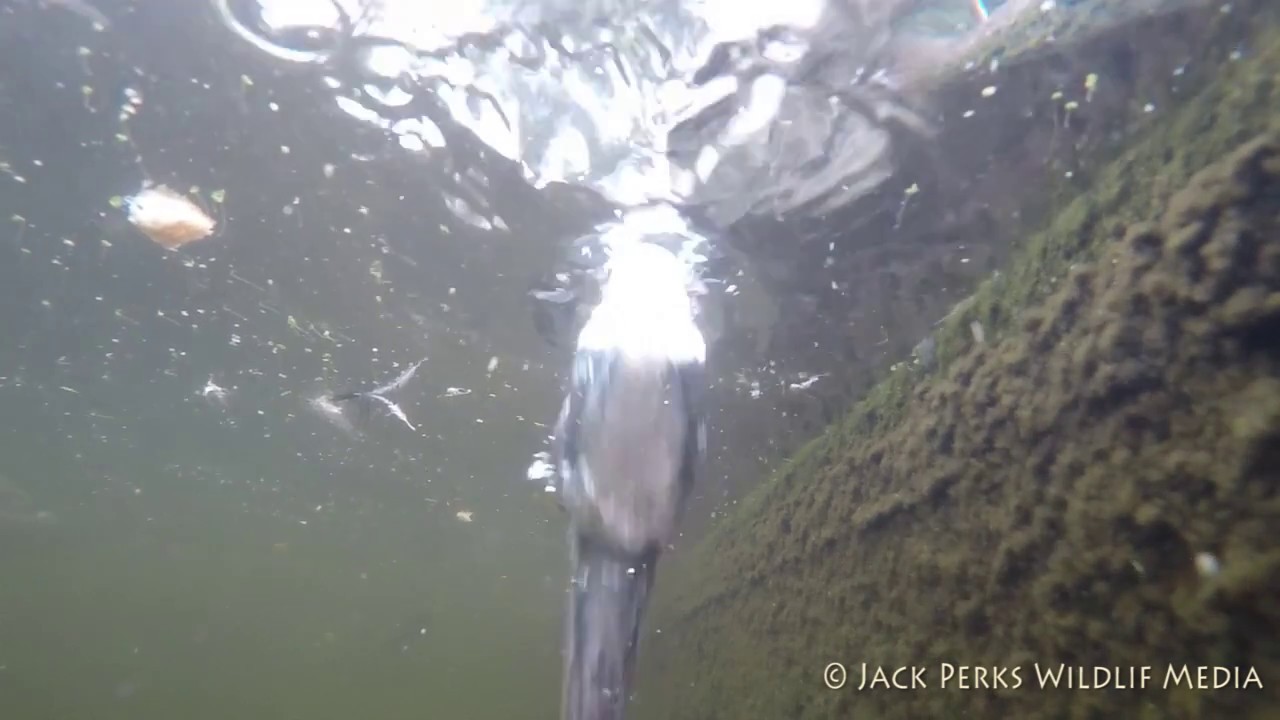 camera iphone 8 plus apk Grey Heron Strike Underwater