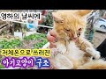 추운날 저체온으로 쓰러져있는 아기고양이구조,Rescue a baby cat that collapsed at low body temperature in sub-zero weather