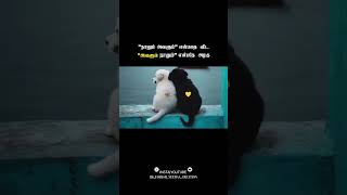 Avalum Naanumtamil Trending Dialogue Black Screen Video