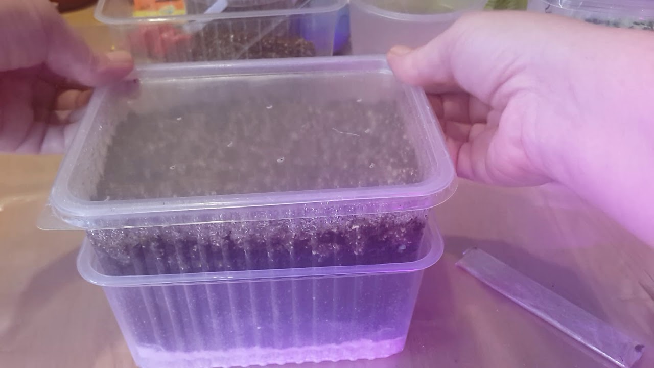 Сею лук.Любимая присыпка для семян.