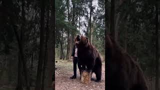 Medved  Intour-Russia.ru