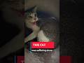 angry cat needs love #cat #rescuestories #kittenrescue #wholsome #shorts