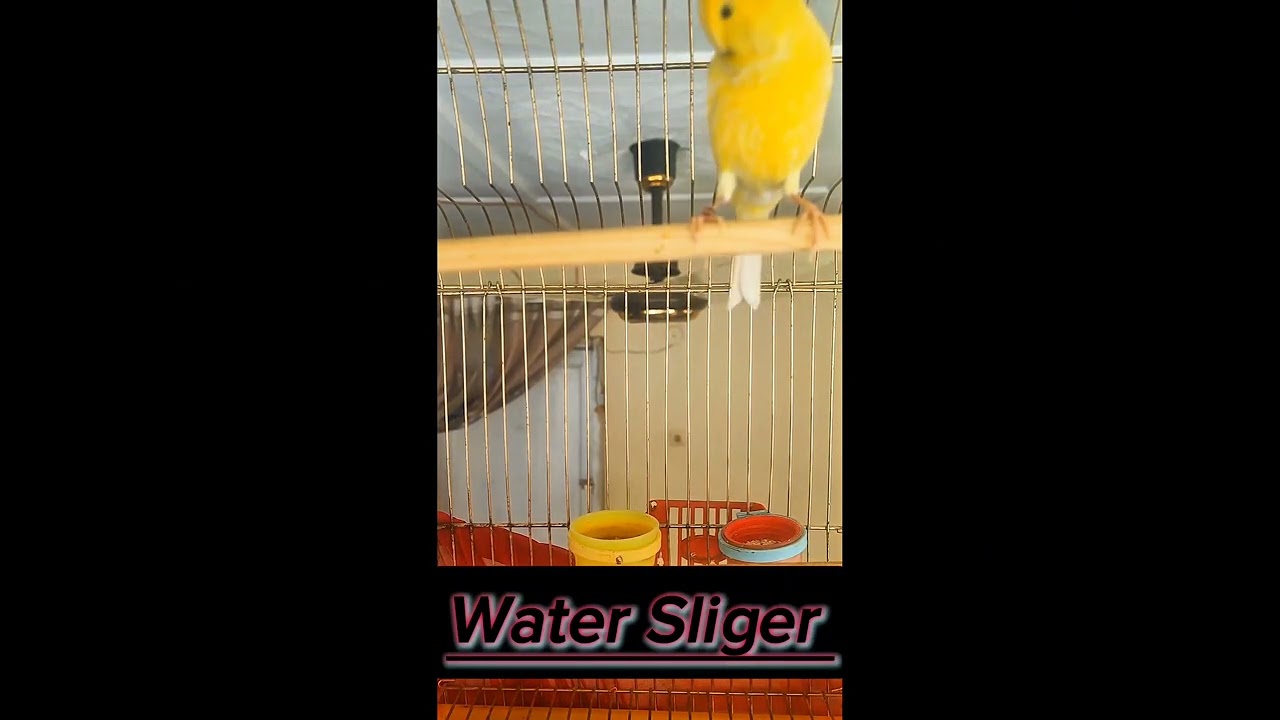water sliger canary best song for training   NBB _ 2024   بهترین آواز قناری واتر برای تریننگ