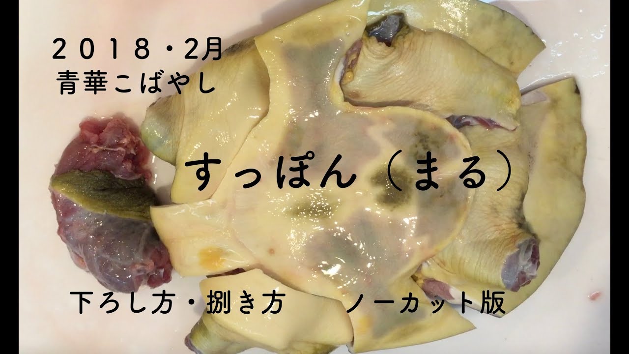 ノーカット すっぽんの捌き方 ミシュラン 青華こばやし 和食 Tokyo Seikakobayashi Japanese Food Gauit Millau Youtube