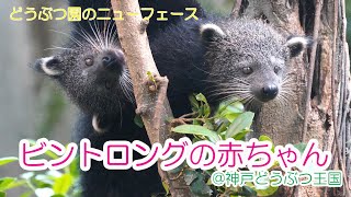 どうぶつ園のニューフェース　ビントロングの赤ちゃん