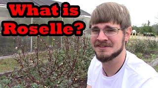 What is Roselle? (and how it grows!)