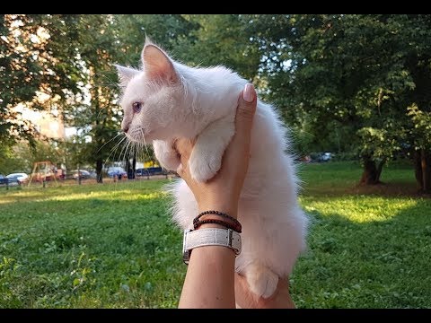 клуб кошек хабаровск Клип №0768 - выставка кошек PCA online