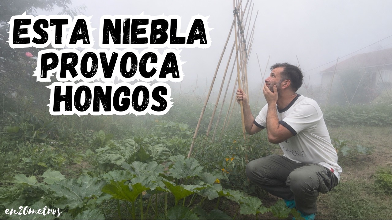 LOS MEJORES FUNGICIDAS PARA TOMATES Y TODA LA HUERTA || en20metros