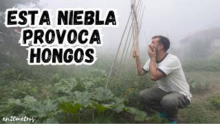 LOS MEJORES FUNGICIDAS PARA TOMATES Y TODA LA HUERTA || en20metros