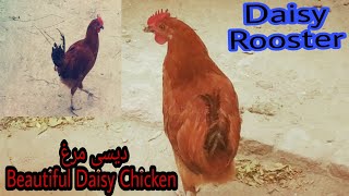 Daisy Murga,دیسی مرغاBeautiful Rooster.