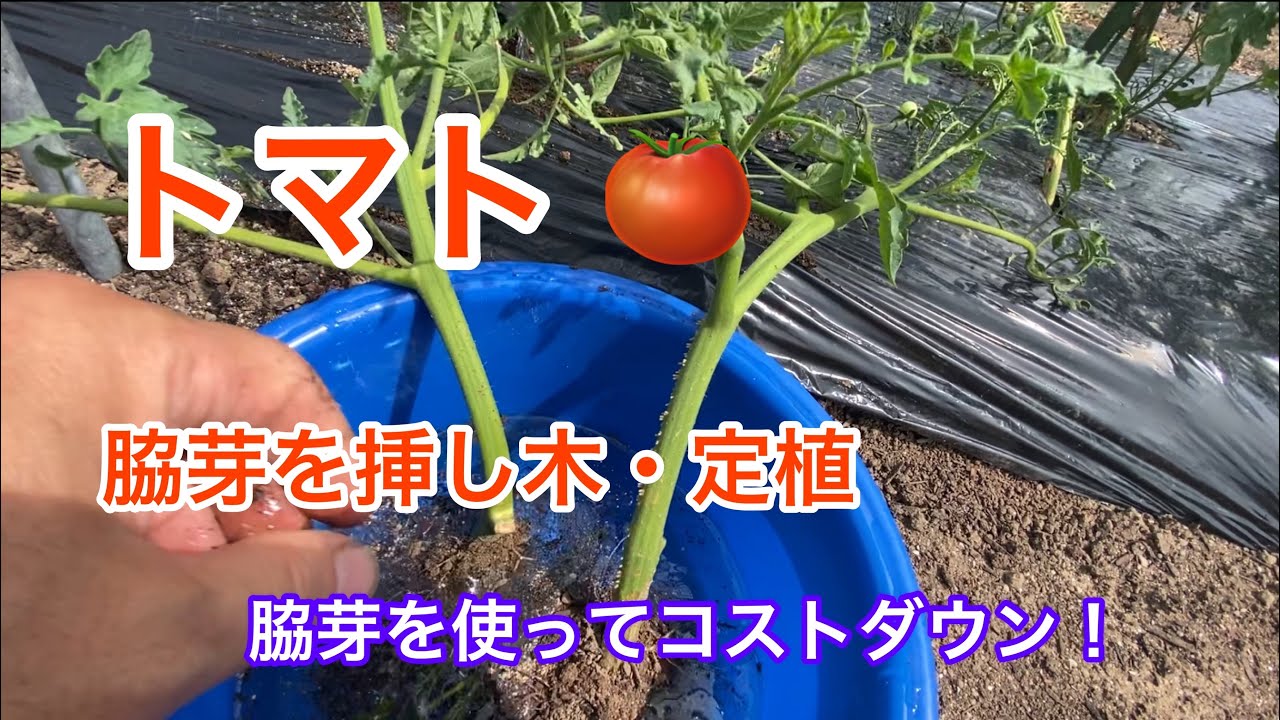 トマトの脇芽を挿し木して 発根 定植 Youtube