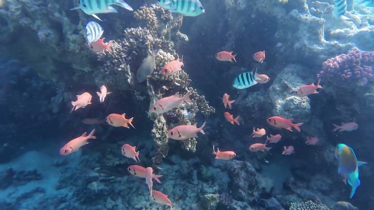 Marsa Mubarak (snorkeling)