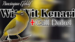 MASTERAN PLECI WIT WIT KENARI (call dobel) variasi