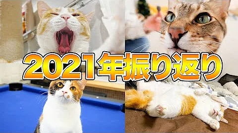 ブサイク猫