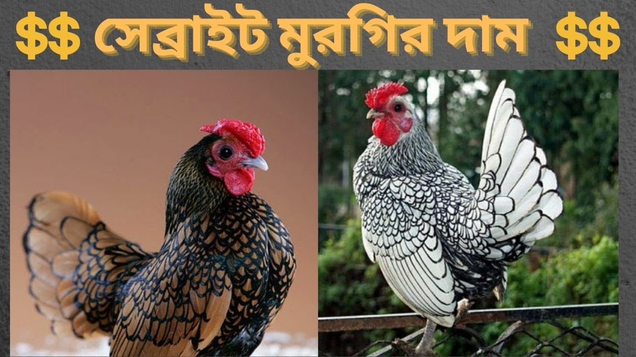 শৌখিন সেব্রাইট মুরগির দাম কত?কোথায় পাব- পোষা প্রানির দাম- Sebright ...