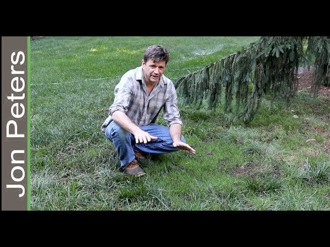 Video: Bald Spots On The Lawn: How To Sow It In The Spring And Restore It After Winter? Causes And Elimination Of Defect In Lawn Grass