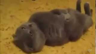 Смешное видео про кошек 91 Смешное видео про кошек 91